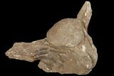 Mosasaur (Tylosaurus) Vertebra - Kansas #134344-1